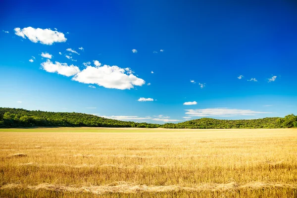 Letní krajina s pokosených pšeničné pole a obloha — Stock fotografie