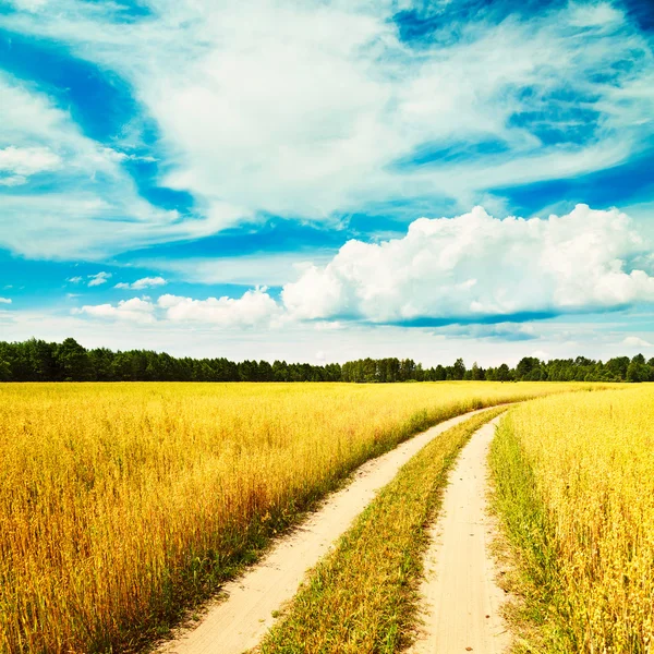Summer Landscape with Oat Field and Country Road Royalty Free Stock Photos