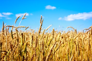 Altın buğday ve mavi gökyüzü