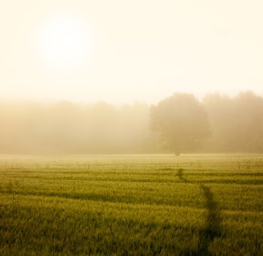 Alan ve iz sis, sonbahar yatay