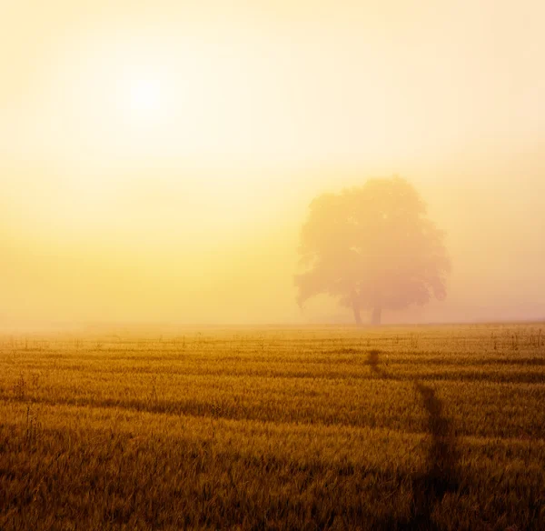 Herbstlandschaft mit Feld und einsamem Baum im Nebel — Stockfoto