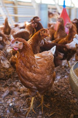 Mutlu tavuklar hayvan istismarı olmadan