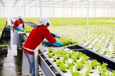 Merkez alan, Şili - 29 Temmuz, el ile endüstriyel tesis marul hydroponic çalışma 2014.Women.