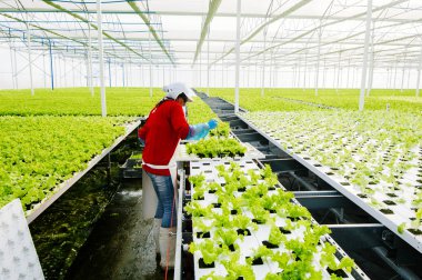 Merkez alan, Şili - 29 Temmuz, el ile endüstriyel tesis marul hydroponic çalışma 2014.Women.
