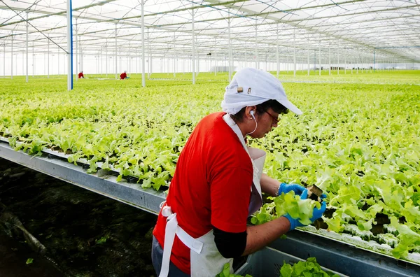 Área Central, CHILE- 29 de julho de 2014.Mulheres trabalhando manualmente planta industrial alface hidropônica . — Fotografia de Stock