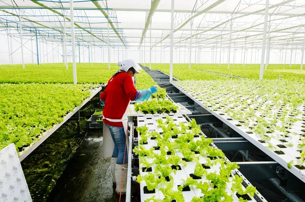 Merkez alan, Şili - 29 Temmuz, el ile endüstriyel tesis marul hydroponic çalışma 2014.Women.