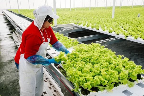 Central Area, CHILE- 29 Juli 2014.Perempuan bekerja secara manual pabrik hidroponik selada . — Stok Foto