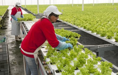 Merkez alan, Şili - 29 Temmuz, el ile endüstriyel tesis marul hydroponic çalışma 2014.Women.