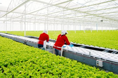 Merkez alan, Şili - 29 Temmuz, el ile endüstriyel tesis marul hydroponic çalışma 2014.Women.