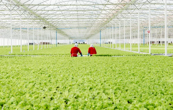 Merkez alan, Şili - 29 Temmuz, el ile endüstriyel tesis marul hydroponic çalışma 2014.Women.