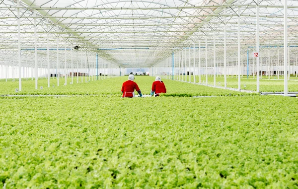 Центральный район, CHILE- 29 июля 2014.Women working manually industrial plant hydroponic lettuce . Стоковое Фото