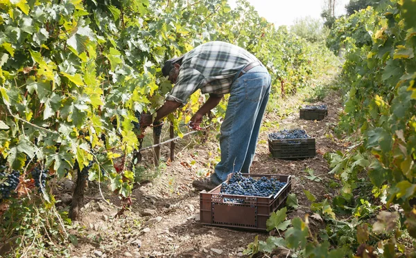 Manual grape harvest — Stock Photo, Image