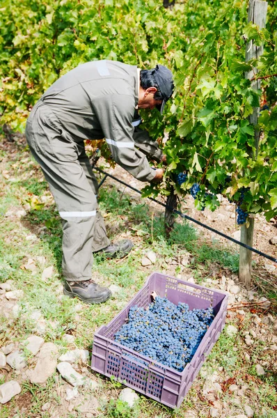 Manual grape harvest — Stock Photo, Image