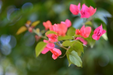 Yakın çekim çiçek vurdu