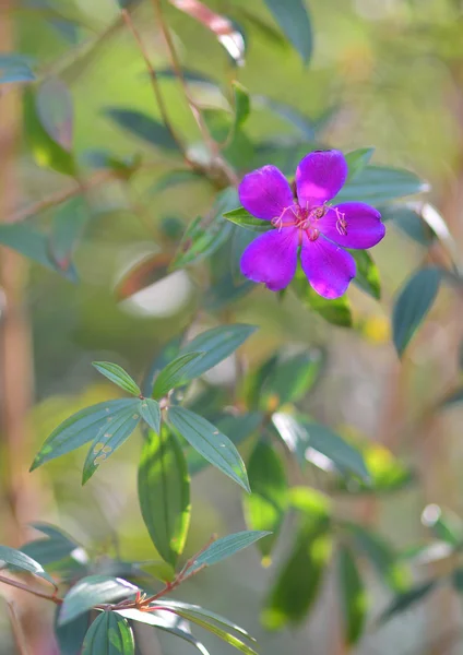 Nahaufnahme-Blume — Stockfoto