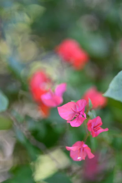 Nahaufnahme-Blume — Stockfoto