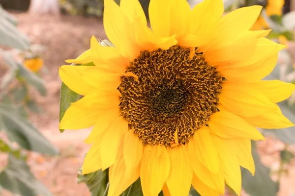 Zonnebloem achtergrond — Stockfoto