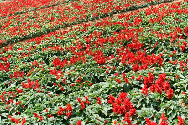 Flower field — Stock Photo, Image