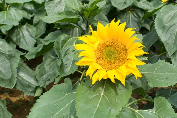 Zonnebloem achtergrond — Stockfoto