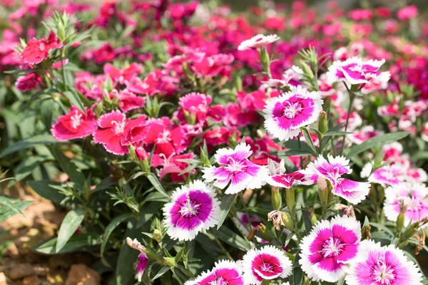 Flower field — Stock Photo, Image