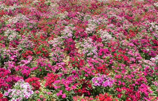 Flower field — Stock Photo, Image