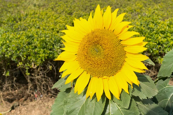 Sunflower background — Stock Photo, Image