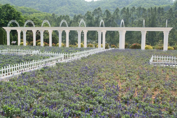 Lavender field — Stock Photo, Image