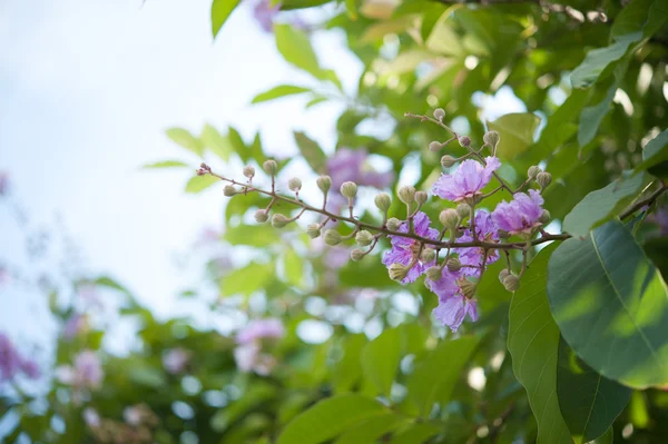 Blume Hintergrund — Stockfoto