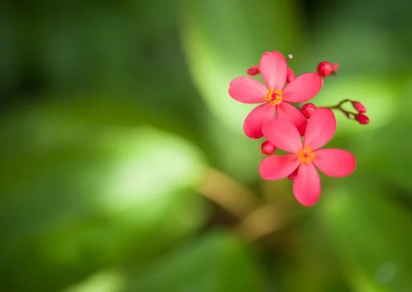 Blume Hintergrund — Stockfoto