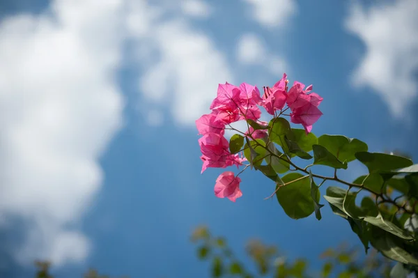 Bougainvillea-Hintergrund — Stockfoto