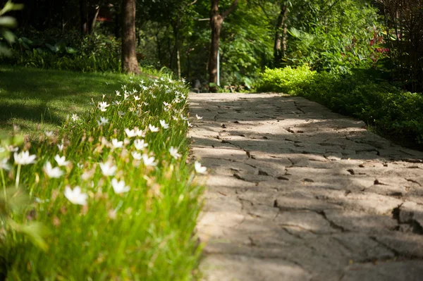 Footpath in park — Stock Photo, Image