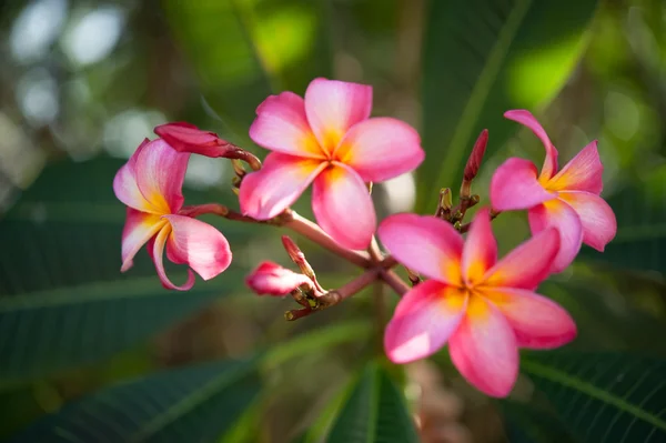 Pink plumeria rubra background — Stock Photo, Image