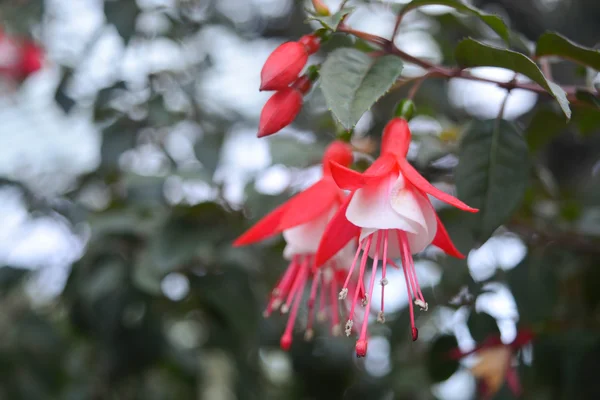 Chinesischer Enkianthus — Stockfoto