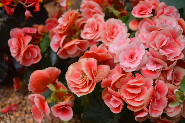 Rieger begonias