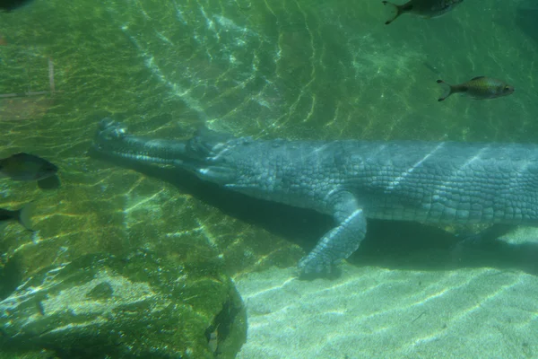 Chinese Alligator — Stock Photo, Image