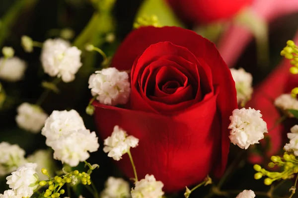 Detail of a rose — Stock Photo, Image