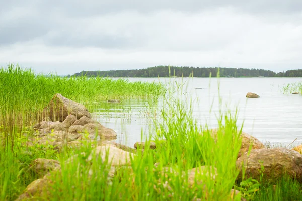 Зеленый Лук Тихом Заливе Финского Залива Место Летнего Кемпинга Лесу — стоковое фото