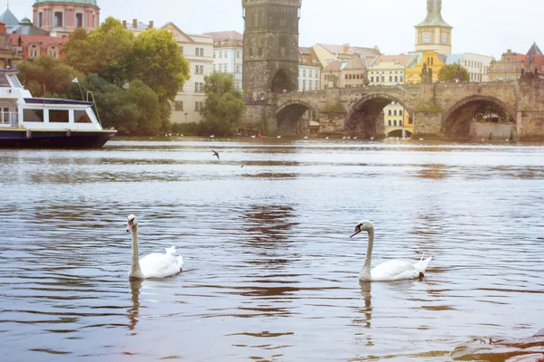 Cisnes en el río Moldava —  Fotos de Stock