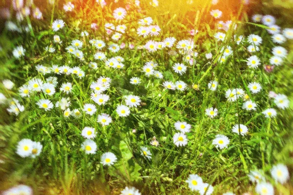 Margaridas num campo. Tallinn, Estónia — Fotografia de Stock