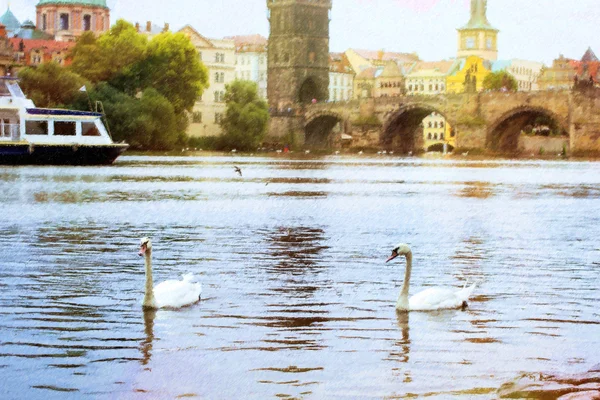 Лебеди на реке Влтаве — стоковое фото