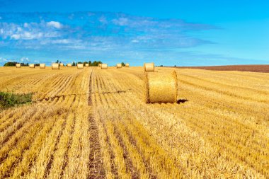 Saman - balya saman, yığınları yığınları haddelenmiş
