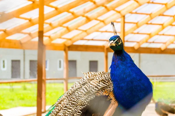 Peafowl grazing in a cage in poultry farm