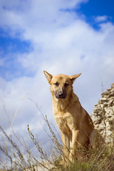 German shepherd guarding the ruins — Stock Photo, Image