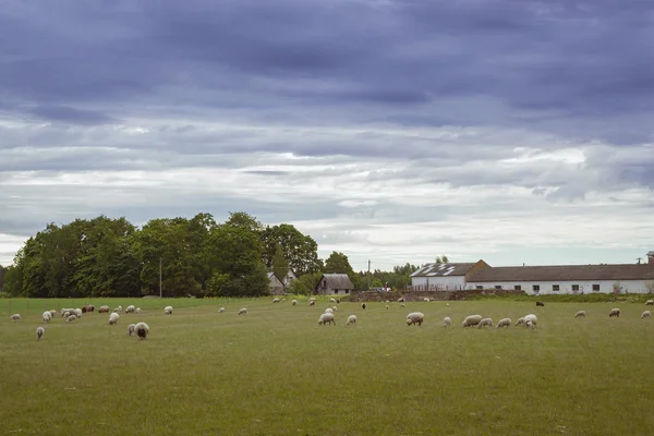 Ovinos pastando em um campo verde, Toila, Estônia — Fotografia de Stock