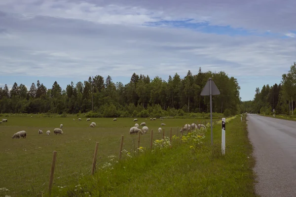 Pâturage de moutons dans un champ vert, Toila, Estonie — Photo
