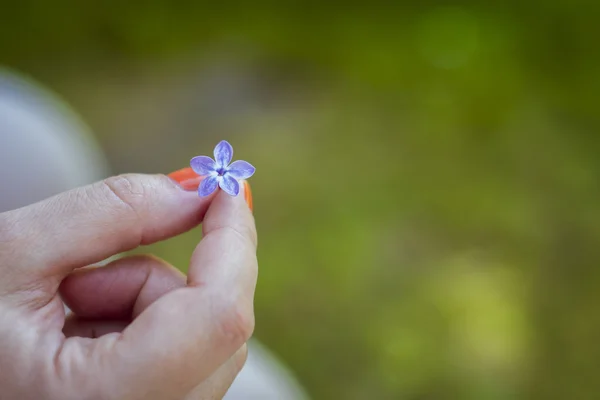 La flor de lila - cinco hojas — Foto de Stock