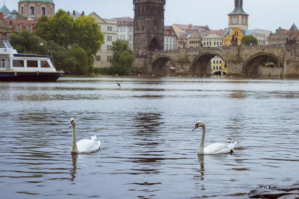Cisnes no rio Vltava perto da ponte Charles — Fotografia de Stock
