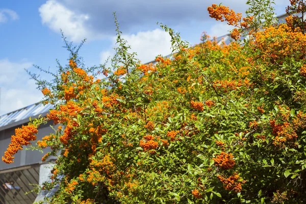 Ramo com bagas de espinheiro do mar e folhas verdes — Fotografia de Stock