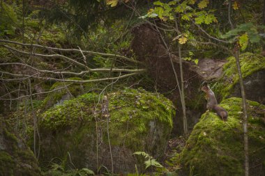 Squirrel sitting on a rock in the autumn Monrepos park
