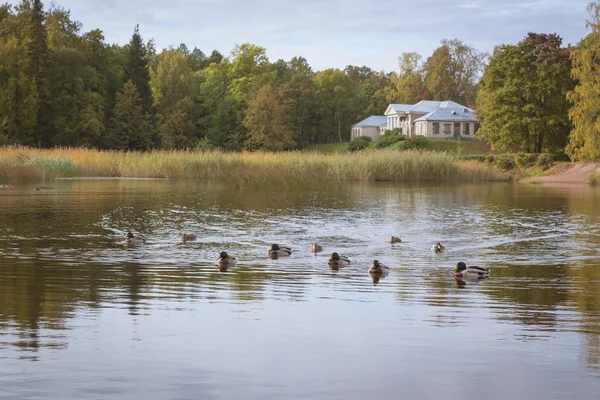 Les canards nagent dans un étang — Photo